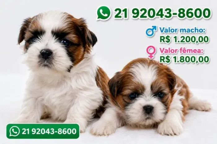 Shih tzu miniatura raça pura legítimos macho e femea