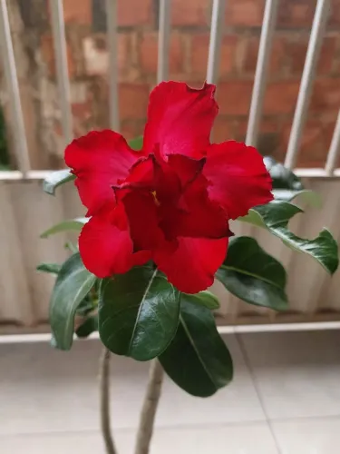 Rosa do deserto vermelha