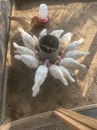 PERU BRANCO (Albino) 