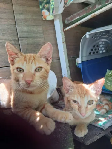 Doação de gatinhos