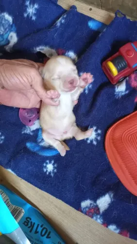 Chihuahua fêmea e machos ?