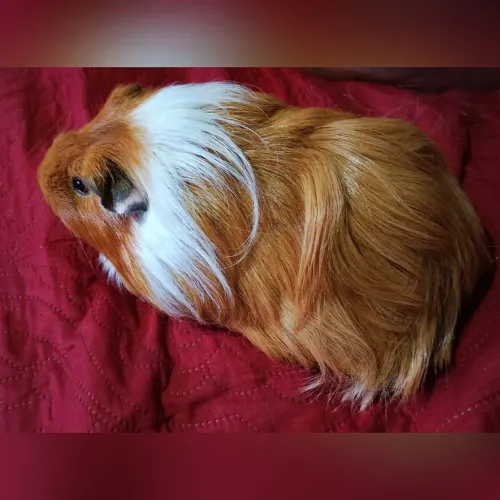 Porquinho da índia da raça Sheltie 