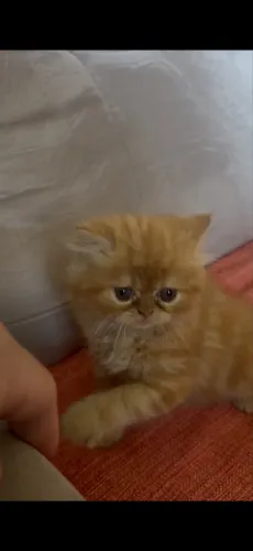 Filhote persa garfield
