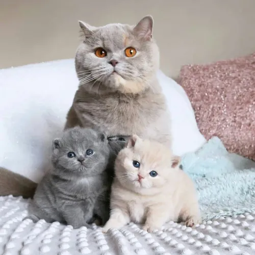 British shorthair 
