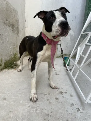 Vendo pit bull super docil