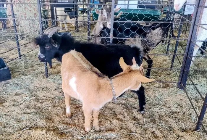 Mini Cabra