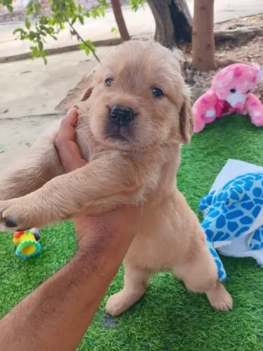 Cachorro golden retriver 