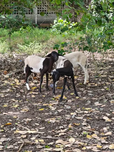3 borregos disponíveis