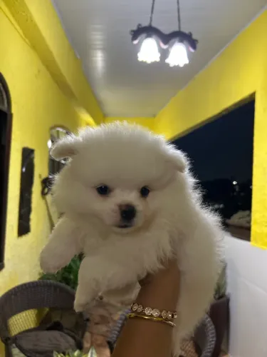 Spitz alemão