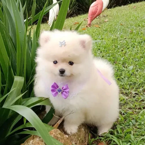 Os cachorros mais desejados do momento- Spitz Alemão anão ?