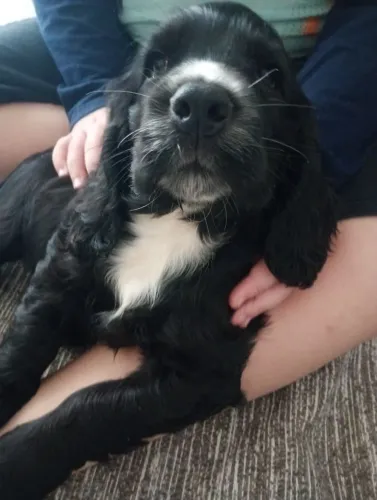 Filhote de Cocker Spaniel Ingles