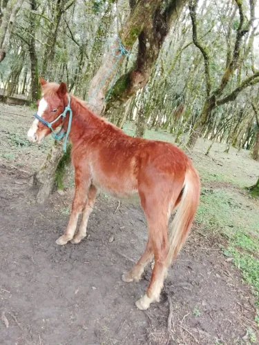Potranca mestiça quarta de milha ela tem 9 meses