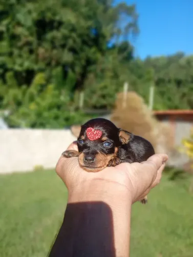 Pinschers disponíveis 