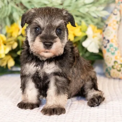 Entregamos no conforto da sua residencia/ Schnauzer Miniatura