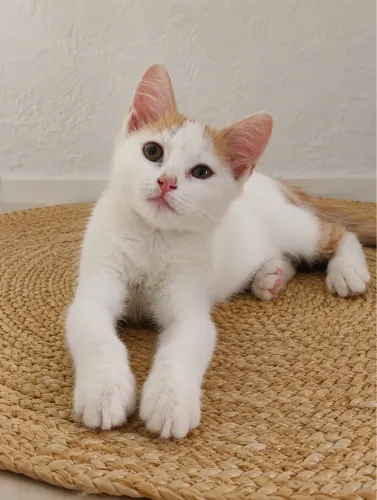 Gatinho para adoção responsável 