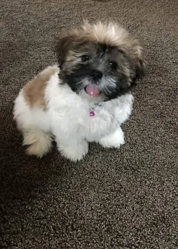Filhotes de Shih Tzu disponiveis lindos e de facil adaptação