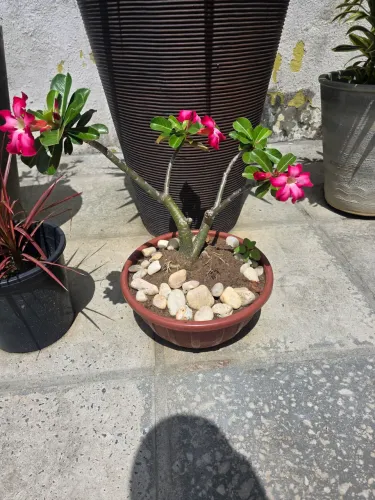 ROSA DO DESERTO