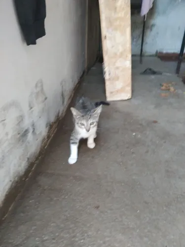 Gatos pra adoção 