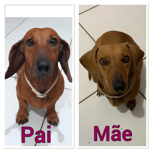 FILHOTES DE DACHSHUND (SALSICHINHA) DISPONÍVEIS