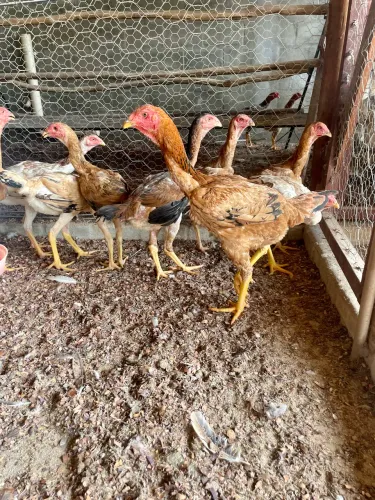 Frangos e frangas - Índio Gigante