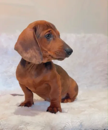 Dachshund Filhote - Excelente Padrão da Raça