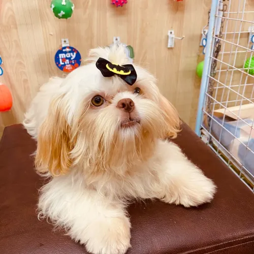 Shitzu disponível