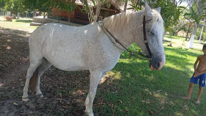 ÉGUA A VENDA
