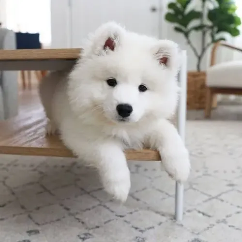 Samoieda Um Convite Canino para Recomeçar
