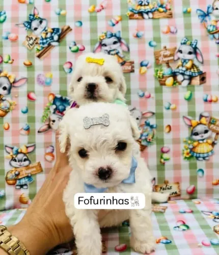 Filhotes de poodle toy fêmea e macho
