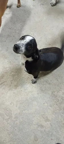 Cachorro Filhote fêmea 4 meses para adoção