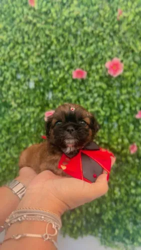 Shih Tzu fêmea