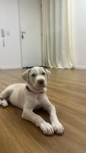 Vende-se filhote de pitbull