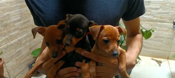 Pinscher alemão original n01
