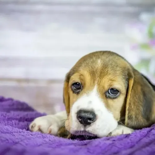 Filhotes de Beagle | Um olhar cheio de esperança.