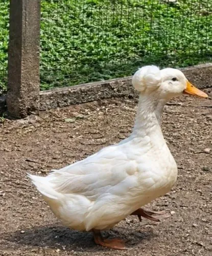 Ovos férteis de marreco