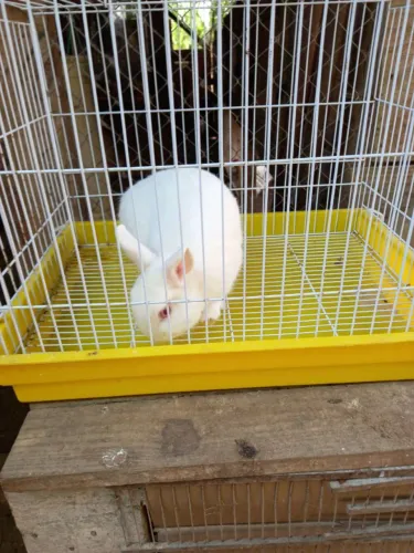 CASAL COELHOS NETHERLAND ANÃO..