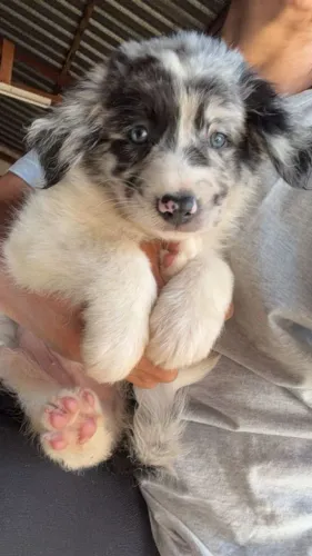 Filhotes de border collie machos