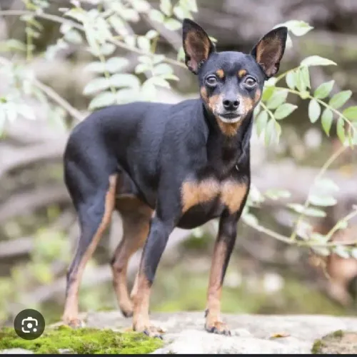 Pinscher fêmea adulta 