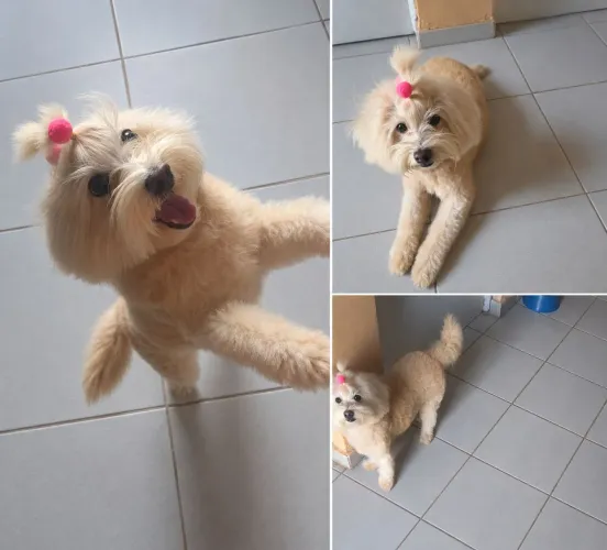 Poodle fêmea 
