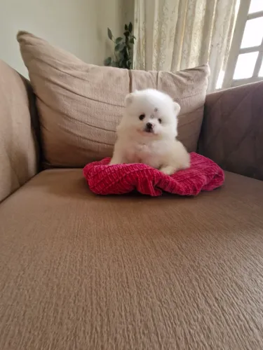 Uma fofura fêmea lulu da Pomerânia Anão