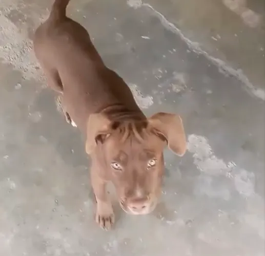 Pitbull