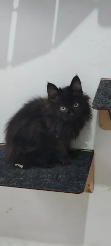 gato Maine coon bebê 