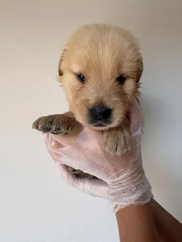 Golden retriever