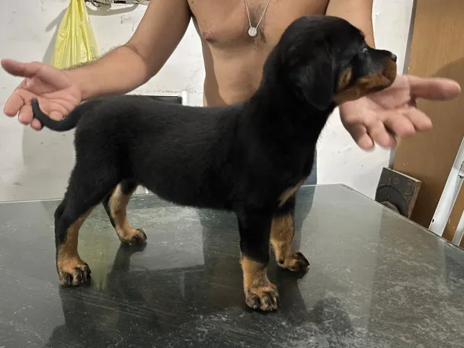 Filhote de Rottweiler 