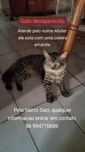 Procura-se gato