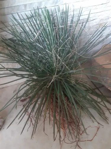 Vendo muda agave palito. Não inclui vaso. Pronta para o plantio.