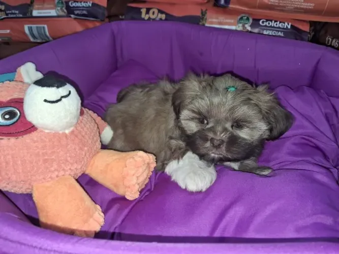 shih tzu filhote femea chocolate linda 60 dias
