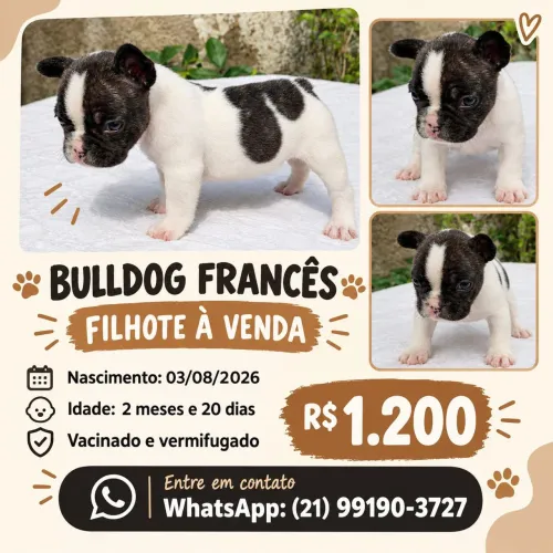 Bulldog francês