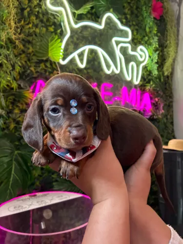 Dachshund! Melhor Presente 