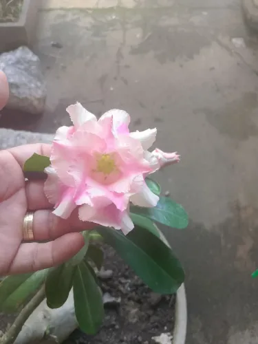 Rosa do deserto com vaso